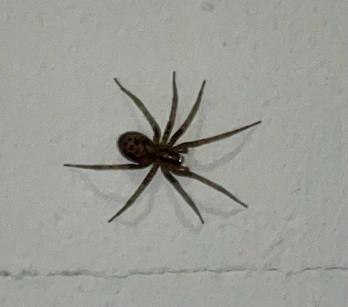 Kleine Hauswinkelspinne