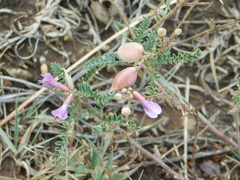 Astragalus hallii fallax
