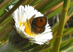 Argyrophenga janitae