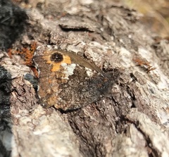 Nelia nemyroides
