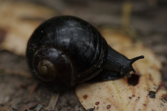 Victaphanta compacta