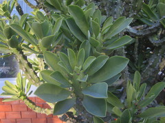 Euphorbia nivulia