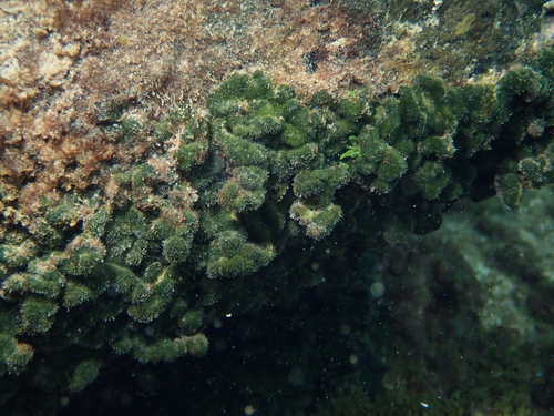 Codium intertextum observed 2025-11-19