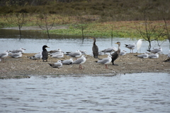 Nannopterum brasilianum