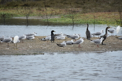 Nannopterum brasilianum
