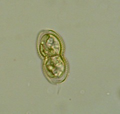 Naviculales