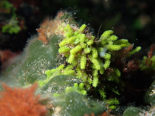 Caulerpa webbiana observed 2025-11-24