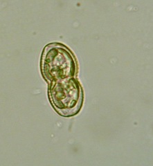 Naviculales
