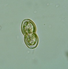 Naviculales
