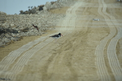 Haematopus palliatus