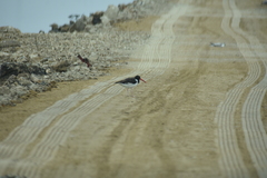 Haematopus palliatus