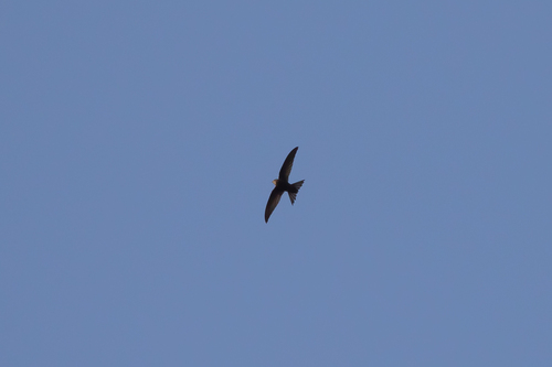 Plain Swift (Apus unicolor), photo 9