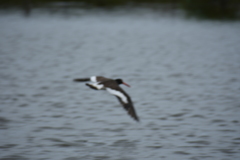 Haematopus palliatus