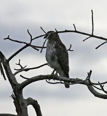 Buteo solitarius