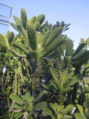 Euphorbia nivulia