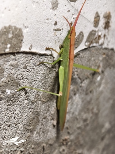 Gonista bicolor