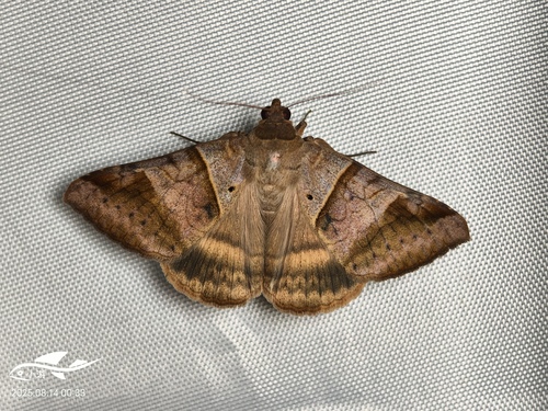 Brown-striped Semilooper