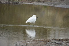 Egretta thula