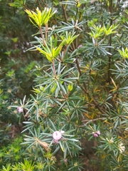 Cyathodes glauca