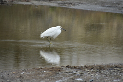 Egretta thula