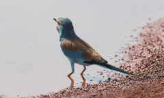 Coracias abyssinicus