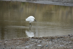 Egretta thula