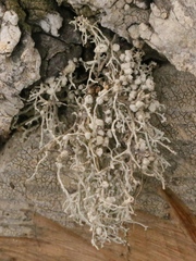 Dendrographa leucophaea