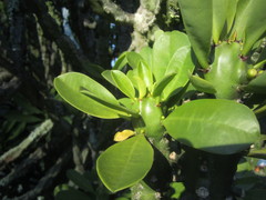 Euphorbia nivulia
