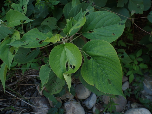 Acalypha angatensis