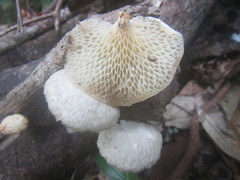 Favolus tenuiculus