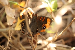 Junonia neildi varia