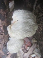 Favolus tenuiculus