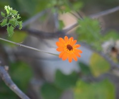 Adenophyllum speciosum