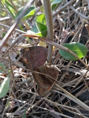 Junonia neildi varia