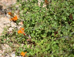 Adenophyllum speciosum