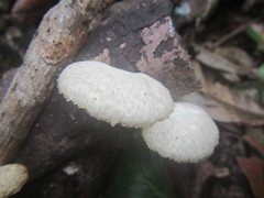 Favolus tenuiculus