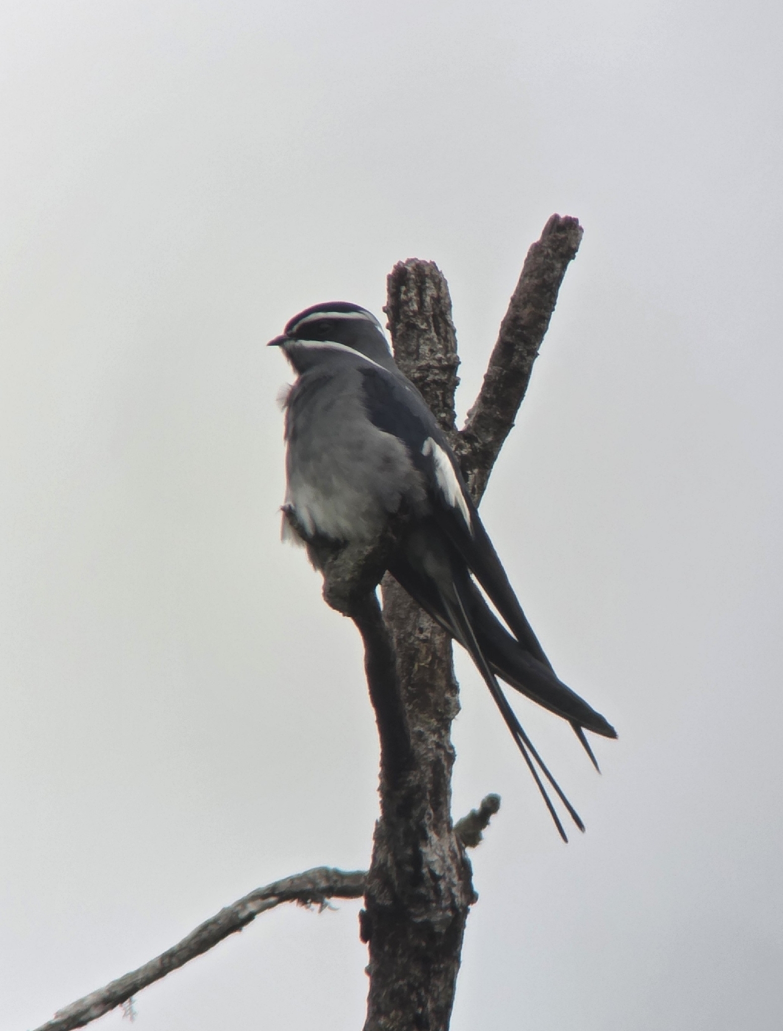 Moustached Treeswift (Hemiprocne mystacea), photo 8