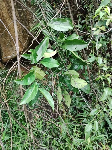 Scleropyrum pentandrum observed 2025-06-12
