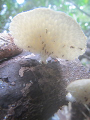 Favolus tenuiculus