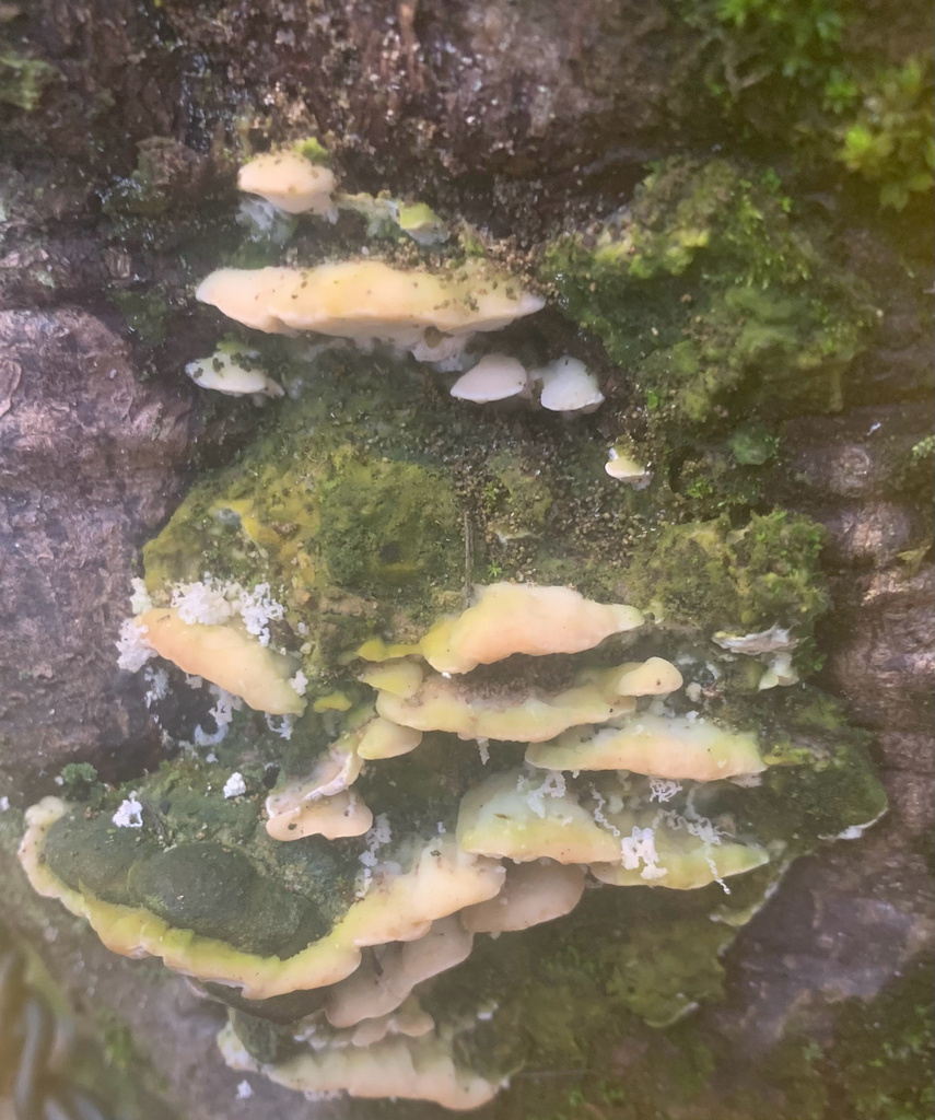 Rigidoporus populinus · December 2025 · photo: © skeenix (iNaturalist, cc-by)