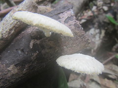 Favolus tenuiculus