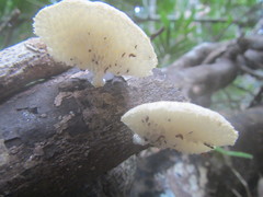 Favolus tenuiculus