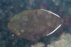 Melichthys indicus