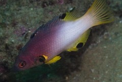 Bodianus axillaris