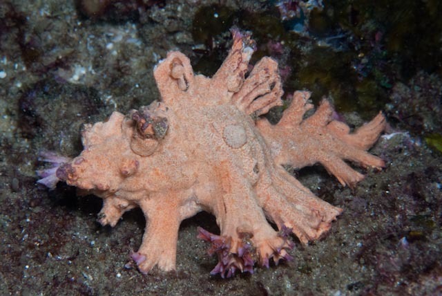 rose-branch murex
