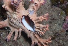 Chicoreus palmarosae