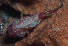 Sebastapistes cyanostigma