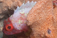 Sebastapistes cyanostigma