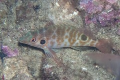 Amblycirrhitus bimacula