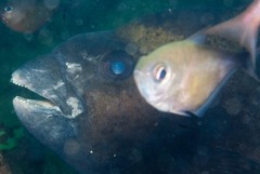 Oplegnathus robinsoni